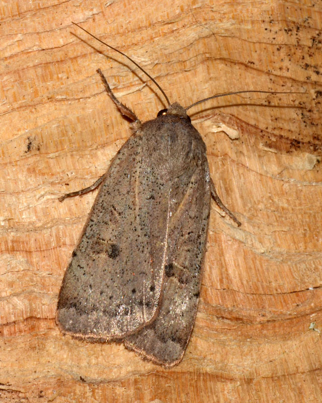 Noctuidae 2